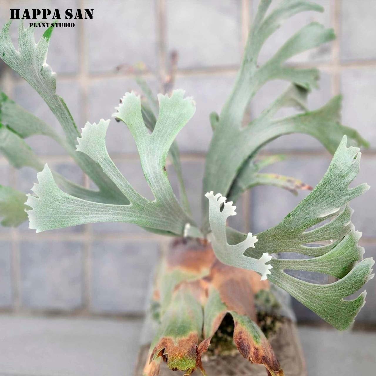 P. Willinckii cv Moonlight Select F2 （ムーンライトスポア