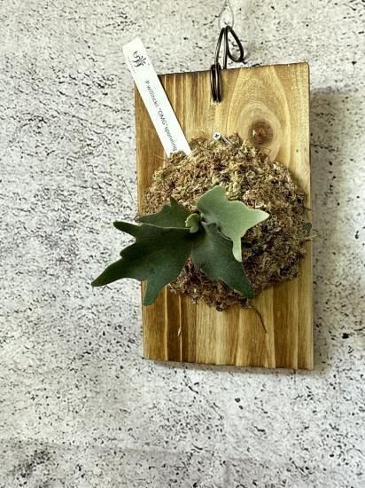 現品】ビカクシダ・ウィリンキー・ムーンライトxウィリンキー・セルソ