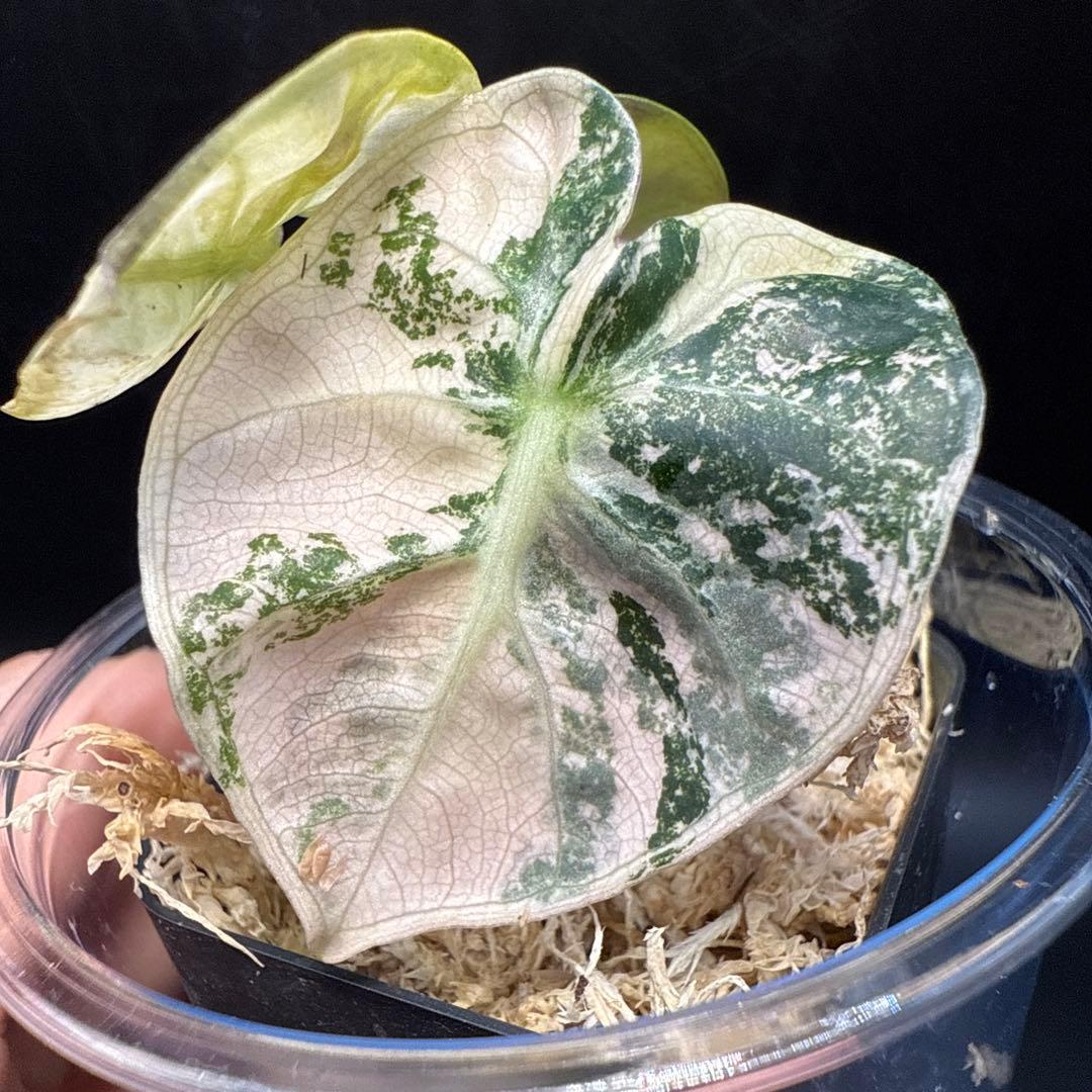 アロカシア ハートバルーン ピンク ALOCASIA HEART BALLON PINK VARIGATED / アロカシア ハートバルーン